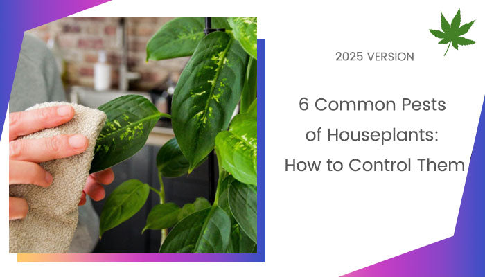 Common Pests of Houseplants