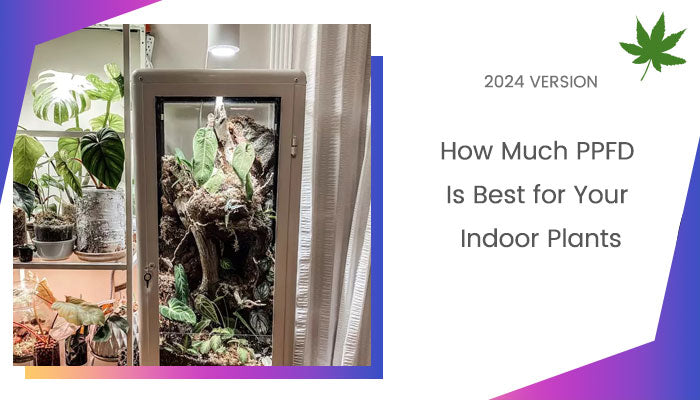 How Much PPFD Is Best for Your Indoor Plants